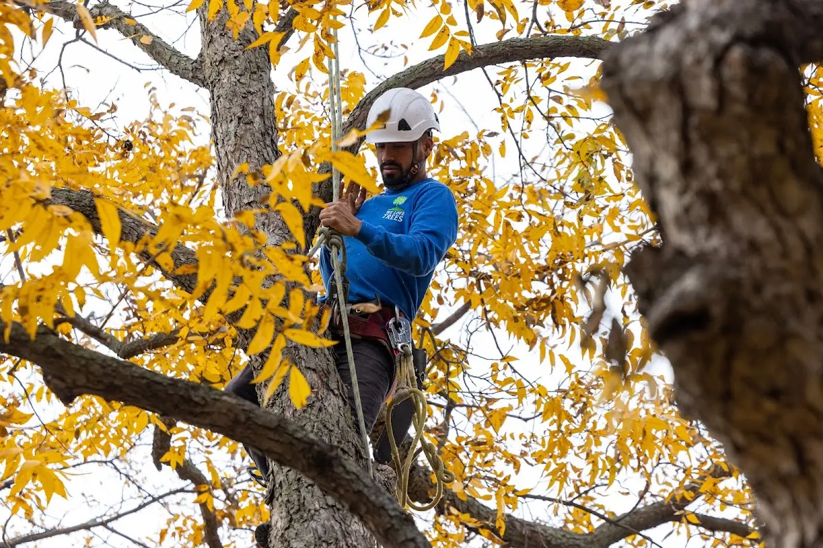 Skilled Tree Pruning crew working in Vanzant